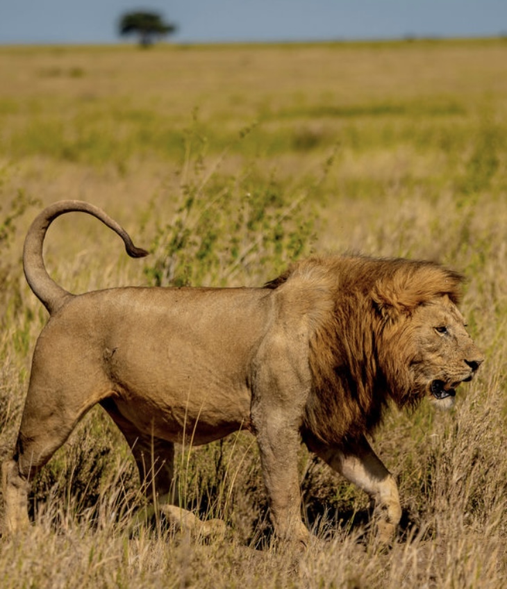 tanzania safaris