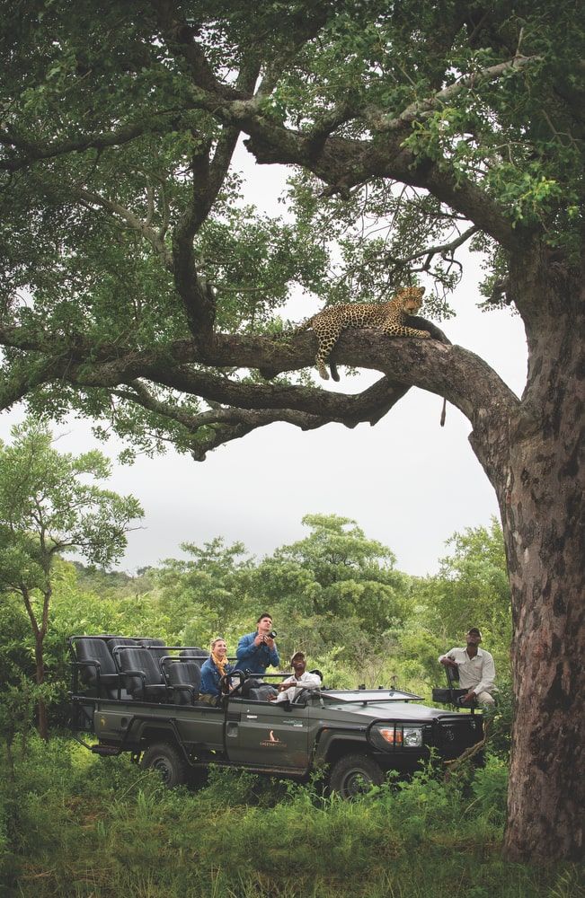 tanzania safaris