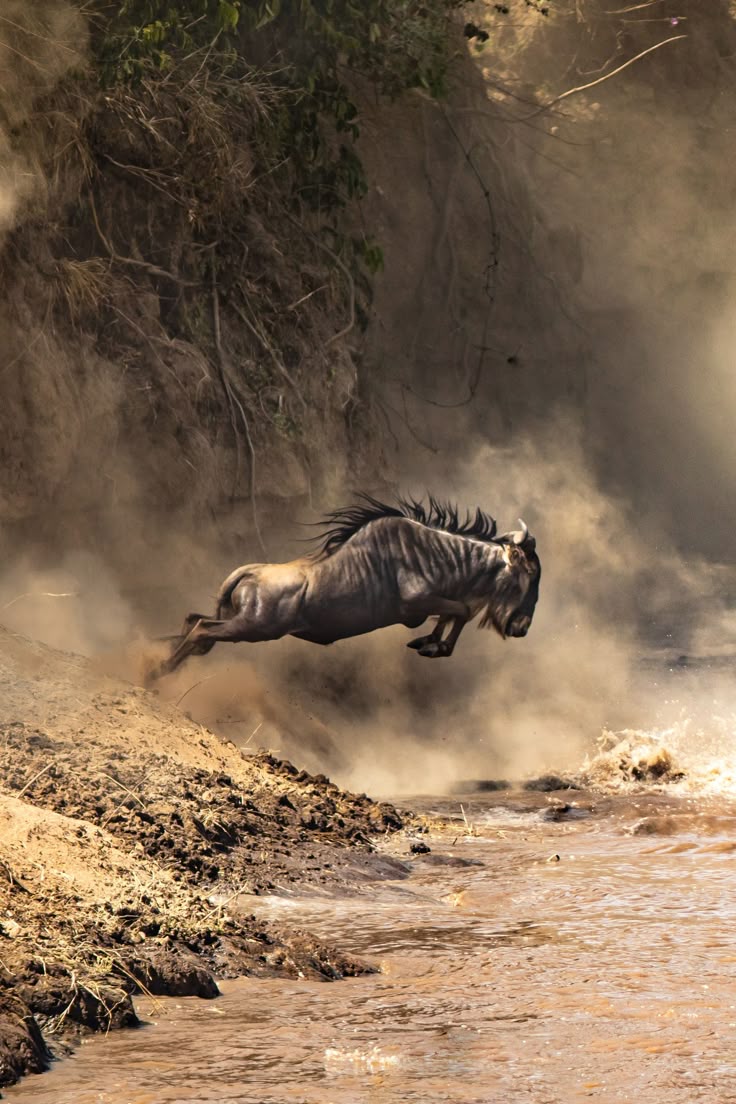 tanzania safaris