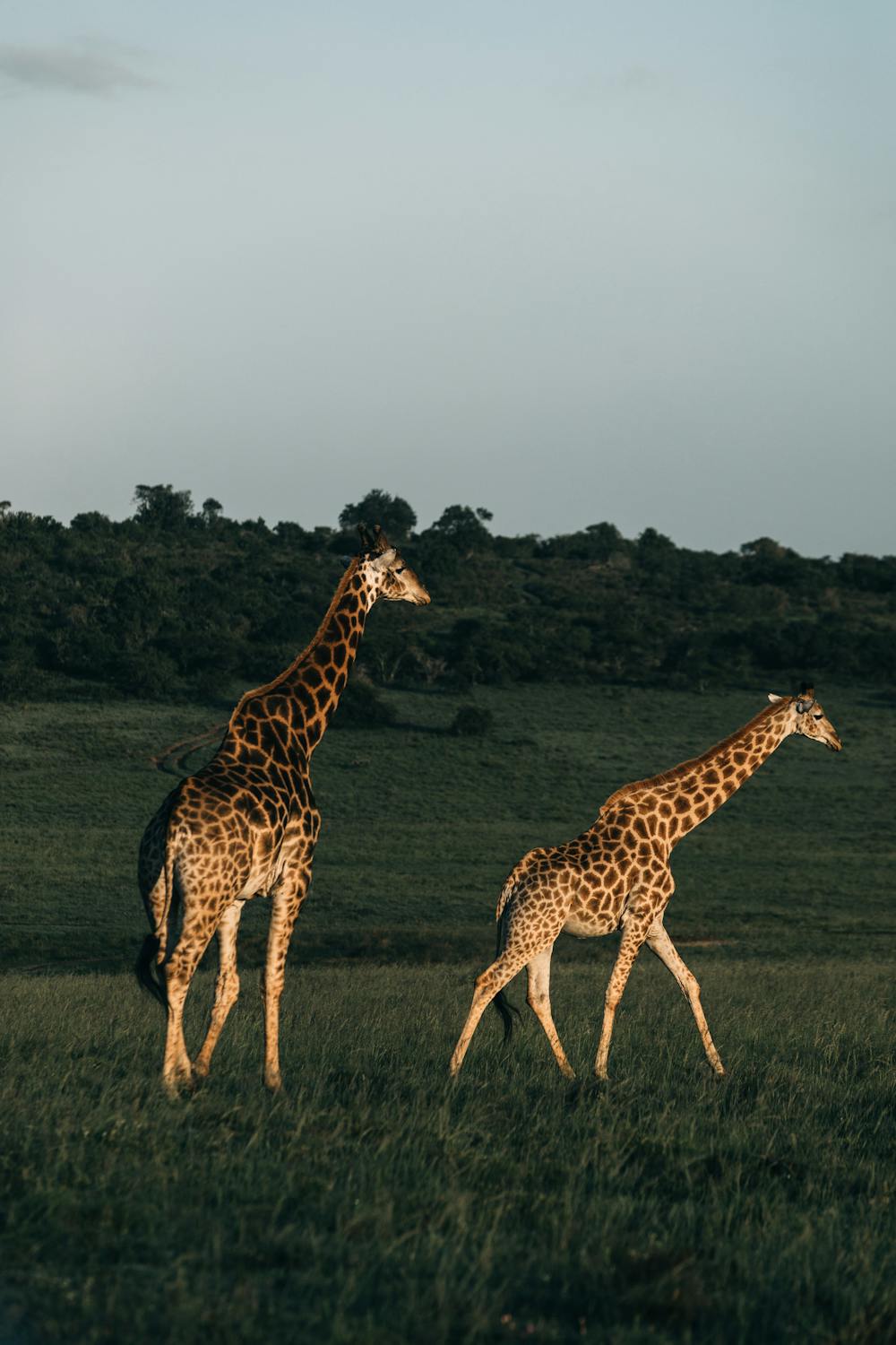 tanzania safaris