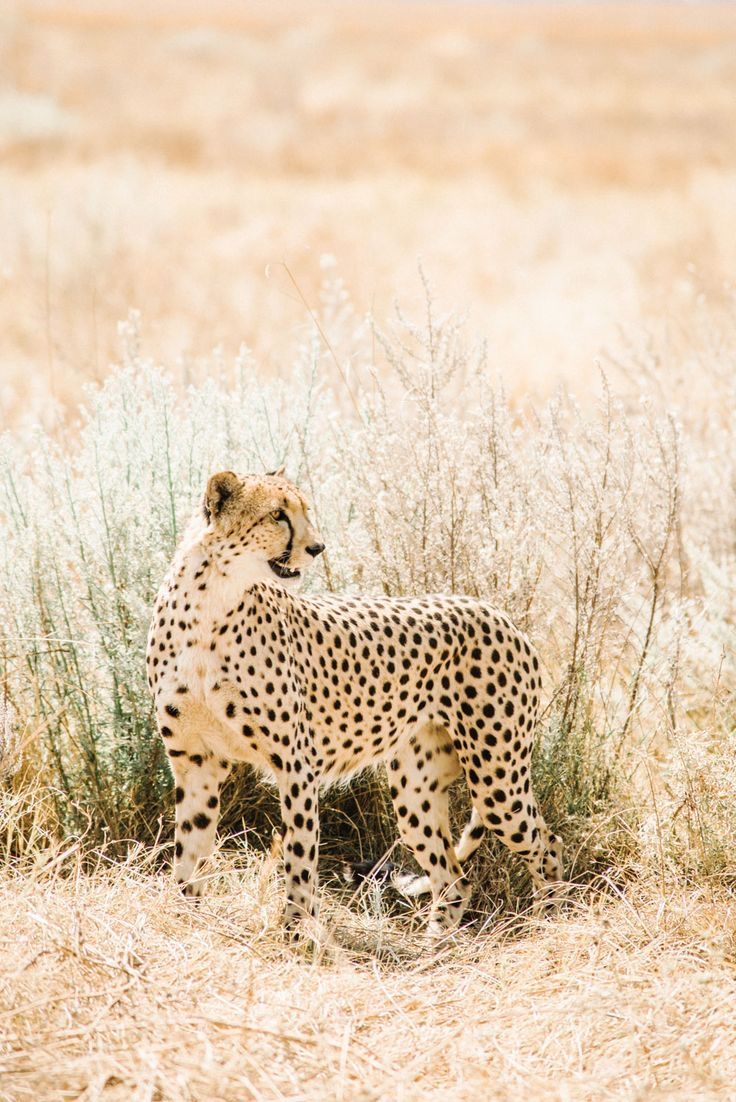 tanzania safaris