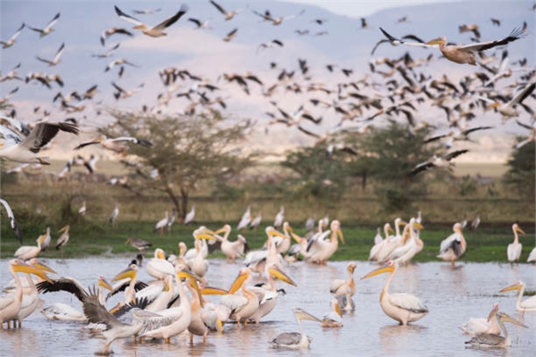 tanzania safaris