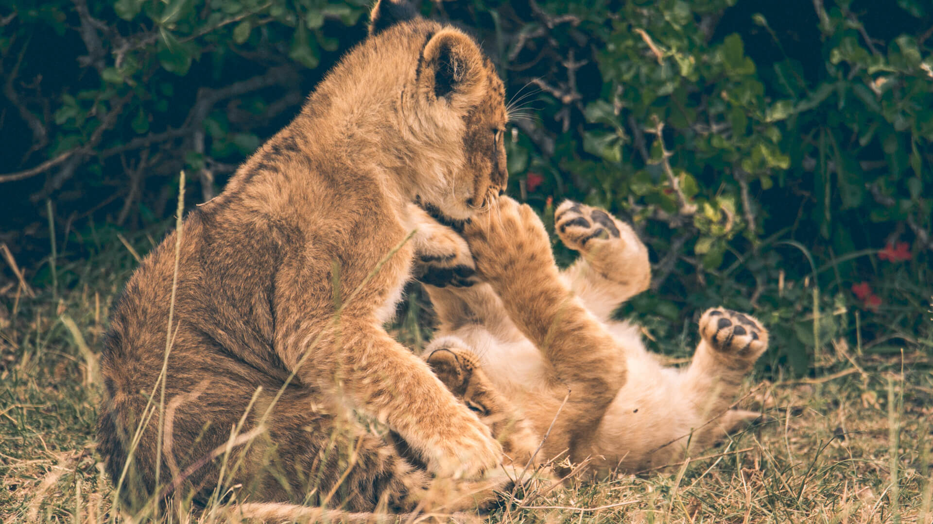 tanzania safaris