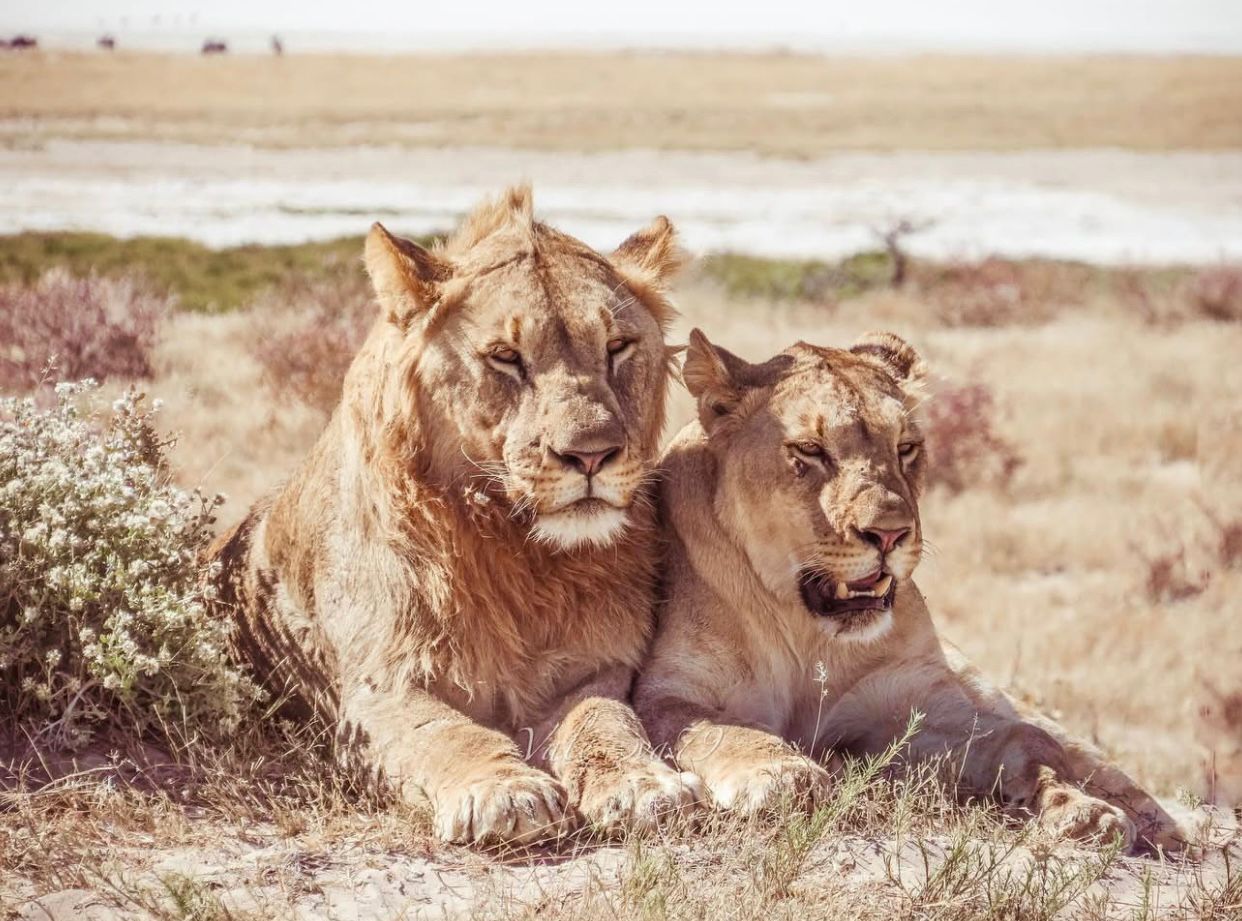 tanzania safaris