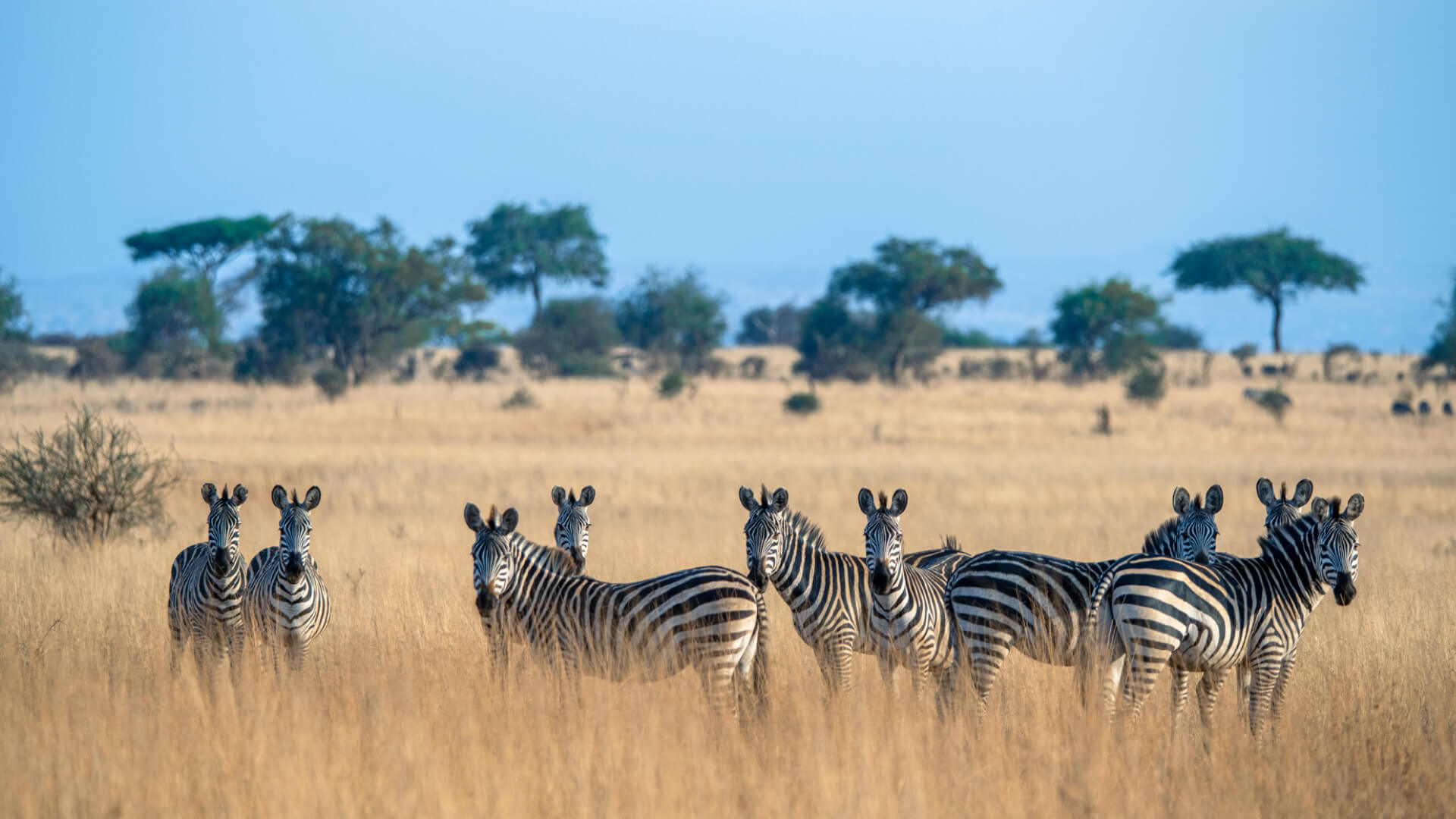 tanzania safaris