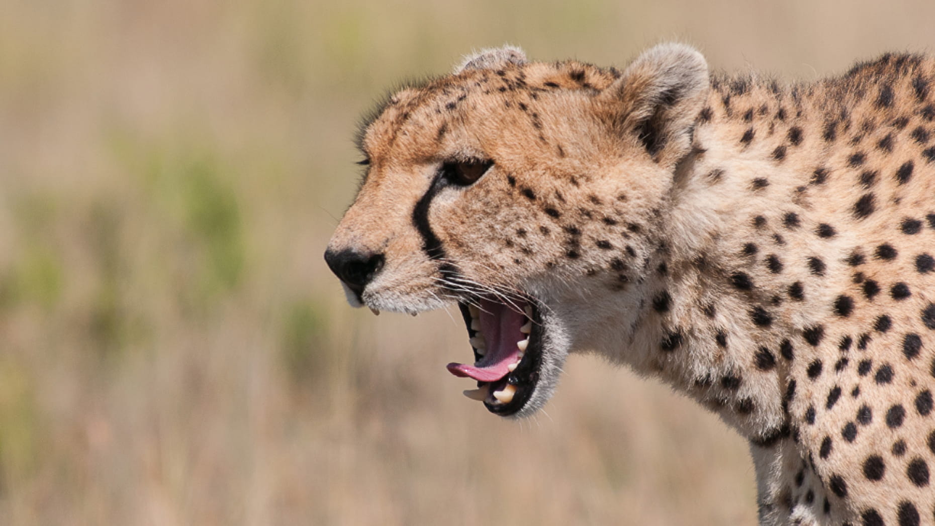 tanzania safaris