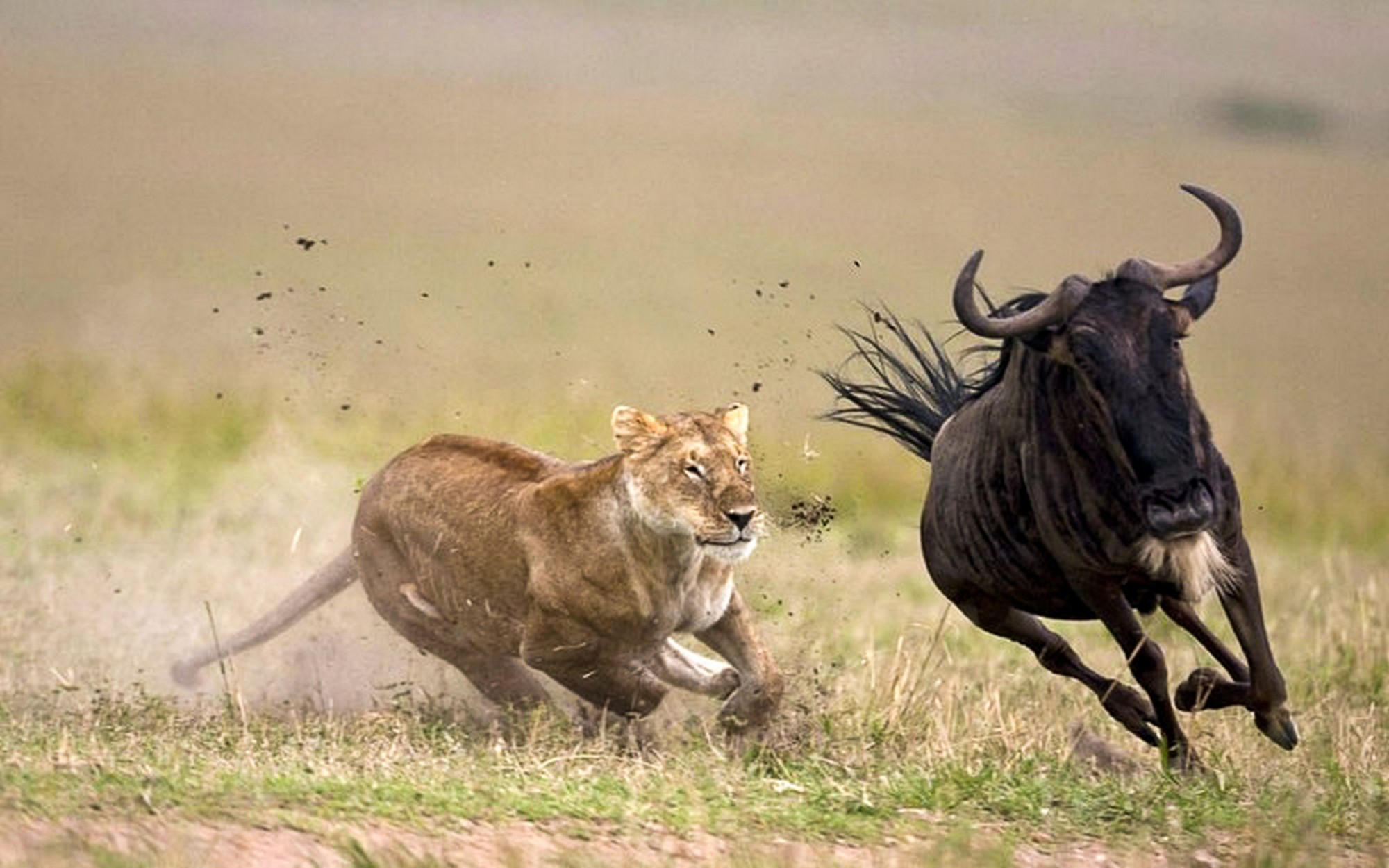 tanzania safaris